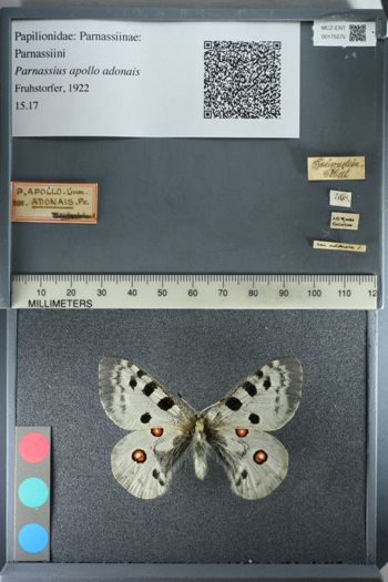 Media type: image;   Entomology 175275